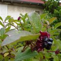 Lonicera involucrata fruits